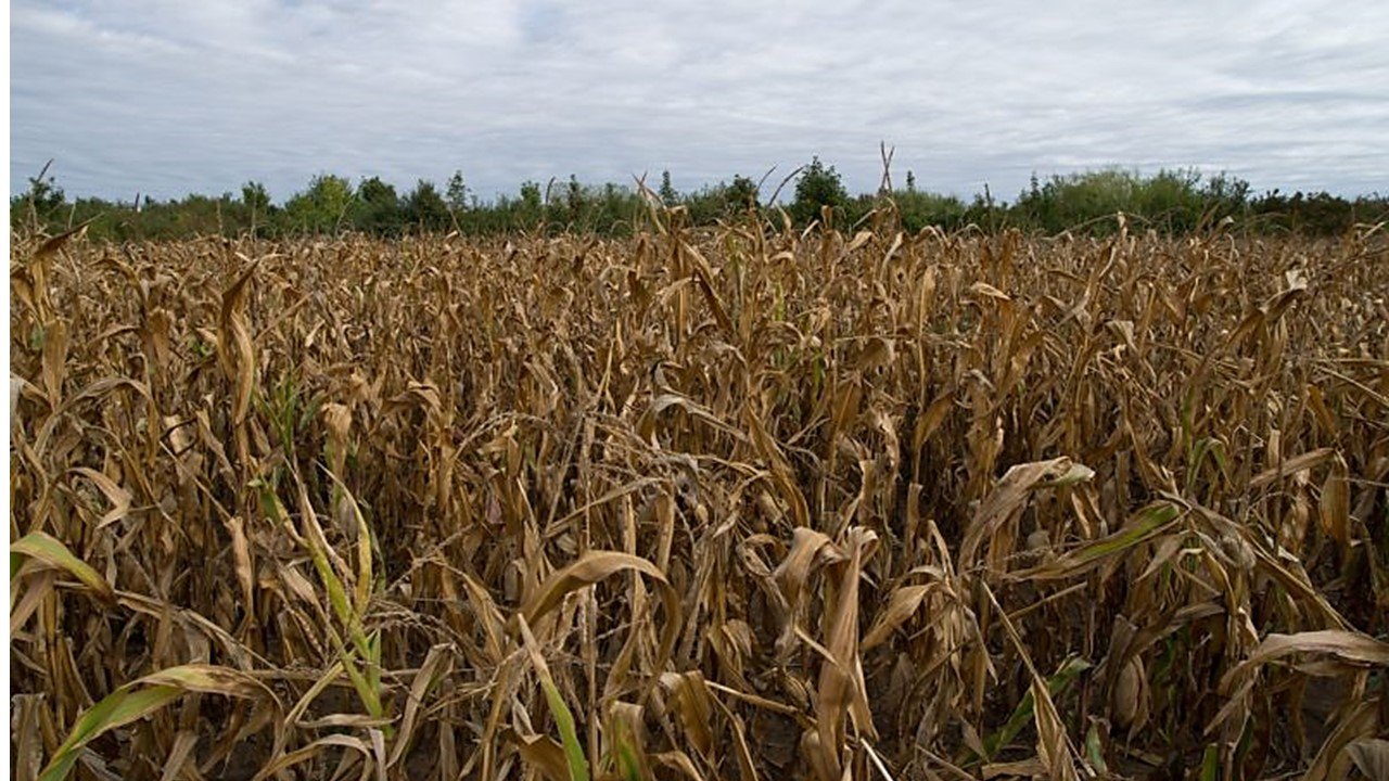 Libertad alimentaria amenazada