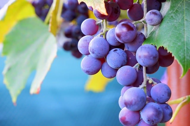 las uvas y el estreñimiento